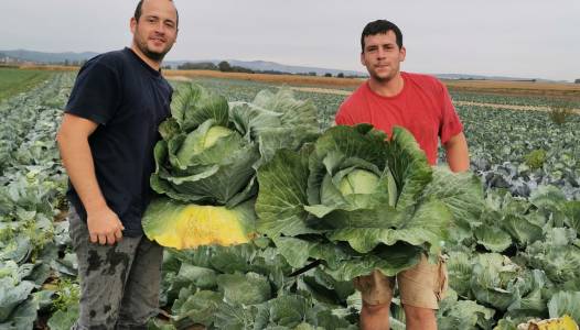 D'OU VIENT NOTRE CHOU?  